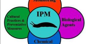 Mercado global de manejo integrado de plagas MIP