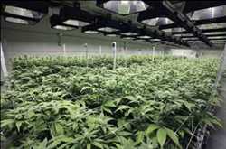 Deshumidificadores comerciales de cannabis