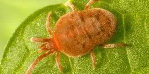 Mercado global de acaricidas