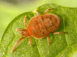 Mercado global de acaricidas