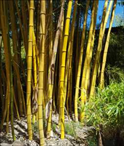 Global-Bamboos-Market