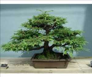 Bonsai Mercado