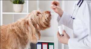 Cuidado de la salud de los animales de compañía
