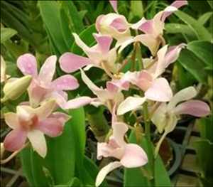 Dendrobium Candicum