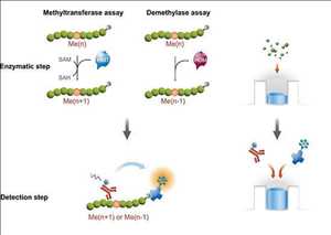 Mercado global de histonas metiltransferasas