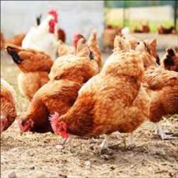 Mercado mundial de piensos para aves de corral