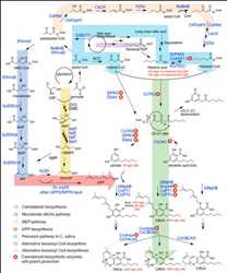 Biosíntesis de cannabinoides