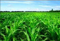 Global Micronutriente agrícola de hierro quelado Mercado