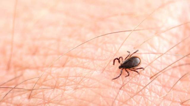 Mercado global de diagnóstico de la enfermedad de Lyme