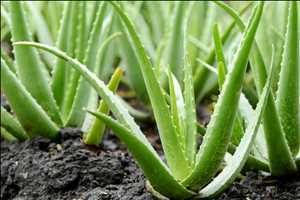 Global Aloe vera Datos históricos del mercado