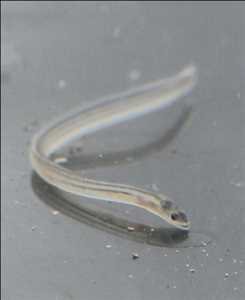 Global Anguila Tasa de crecimiento del mercado