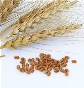 Global Semilla de grano Alcance futuro del mercado