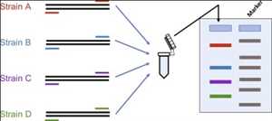 Polymerase Chain Reaction (PCR) Market