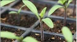 Mercado global de acaricidas