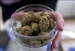 Droga de cannabis