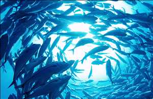 Industria del mercado mundial de pesca y acuicultura