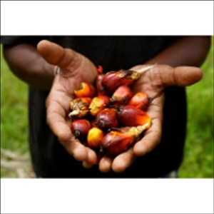 Tendencia global del mercado de aceite de palma sostenible