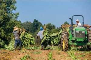 Operaciones de agricultura Oferta-demanda del mercado