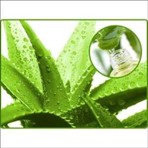 Extractos de Aloe Vera Oferta y demanda del mercado