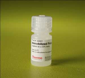 Ficina proteinasa Oferta-demanda del mercado