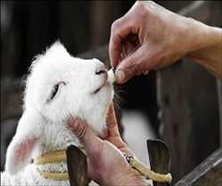 Mercado mundial de antimicrobianos y antibióticos para animales