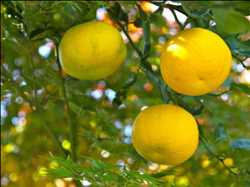 Productos Citrus Junos