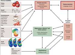 Global Sistema de sabor Mercado
