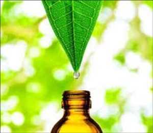 Extractos de plantas