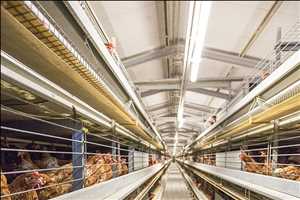 Iluminación LED global en la industria del mercado de la avicultura