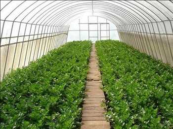 Global Horticultura de invernadero Pronóstico del mercado