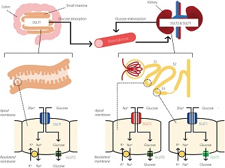 Global Co-transportador de glucosa dependiente de sodio 2 (SGLT 2) Alcance futuro del mercado