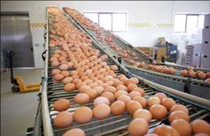 Egg Processing Mercado Demanda-Oferta