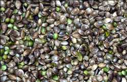 Cáñamo industrial en alimentos