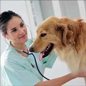 Veterinary Anti-Infectives Pronóstico del mercado