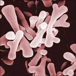 global-Bifidobacterium-market