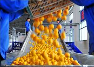 Industria del mercado global de procesamiento de frutas y verduras