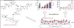 global-Starch-and-Starch-Derivatives-market