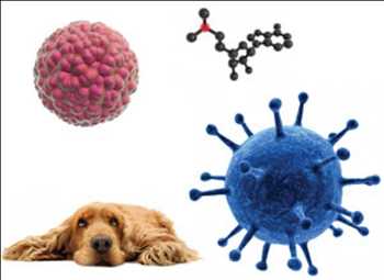 Global Terapia con células madre caninas Tasa de crecimiento del mercado