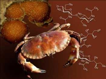 Global Derivados de quitina y quitosano Tamaño de mercado