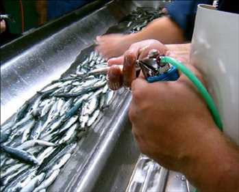 Global Vacuna contra el pescado Tendencia del mercado