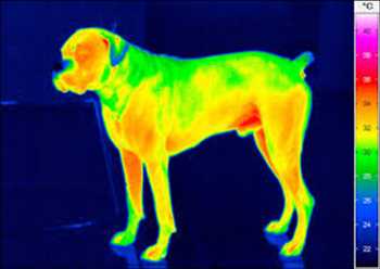 Global Termografía veterinaria información sobre el mercado