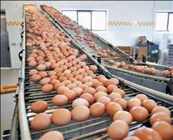 Procesamiento de huevos