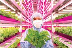 Global Led agrícola Mercado