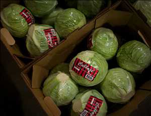 Global Agricultural Packaging and Logistics Market Opportunities