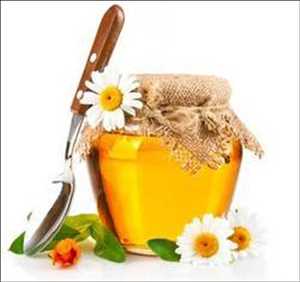 Global Almond Oil From Prunus Volume