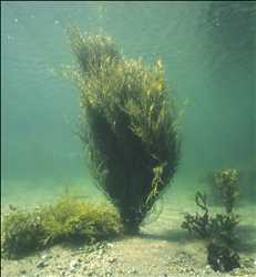 Algas marinas comerciales