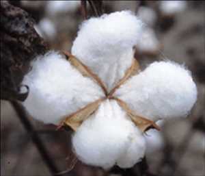 Nombre de la imágen