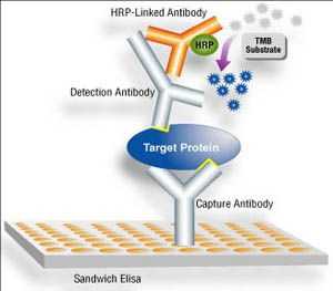 Global-Enzyme-Linked-Immunosorbent-Assay-ELISA-Market