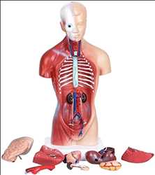 modelo de anatomía humana