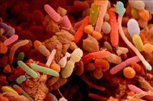 Global-Microbiome-Drugs-Market